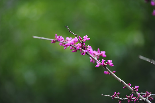 玉兰花