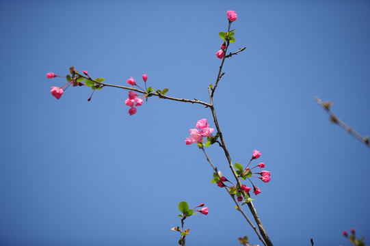 玉兰花