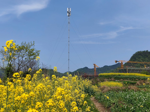 油菜花田