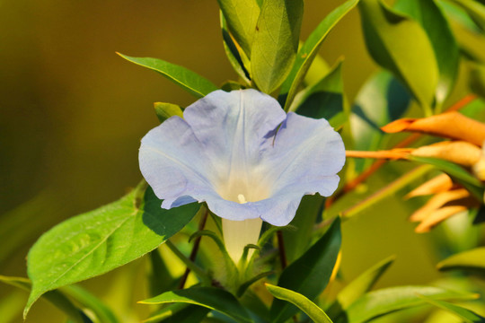 牵牛花