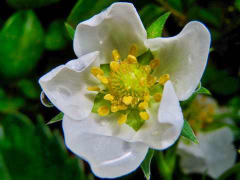 草莓与鲜花