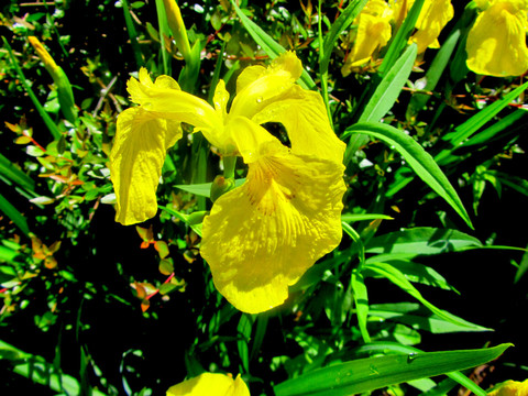 黄菖蒲