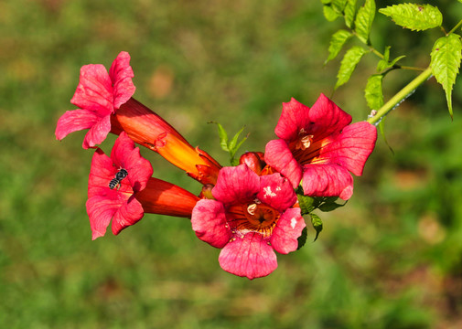 凌霄与鲜花