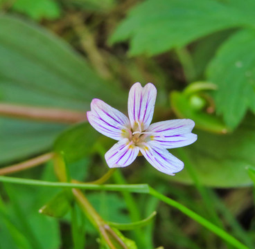 老鹳草与鲜花