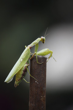 小昆虫