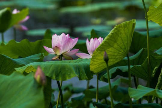 荷花