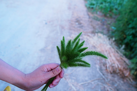 毛毛草