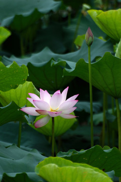 荷花
