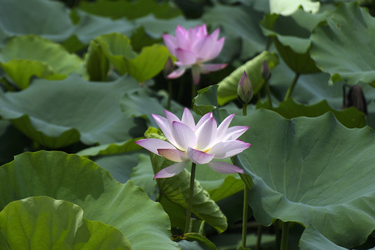 荷花
