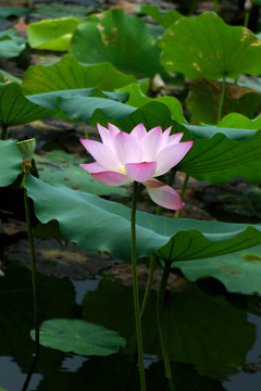 荷花