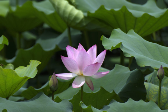 荷花