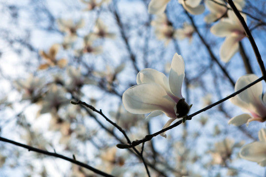 南京玉兰花