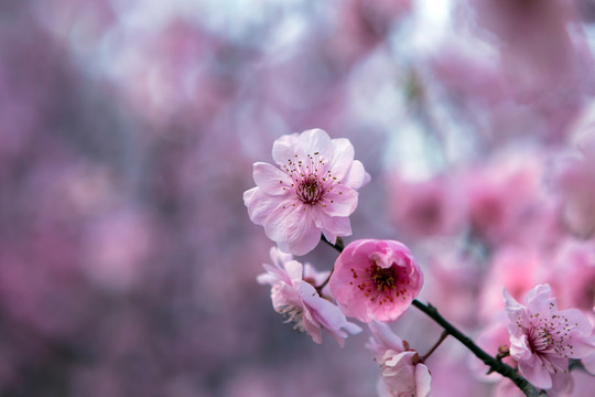 南京海棠花