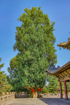 张掖大佛寺千年古杨树