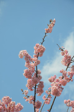 粉红梅花