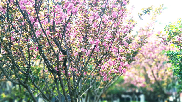 桃花盛开