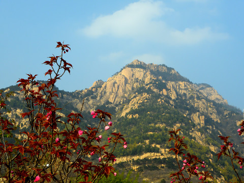 山花烂漫