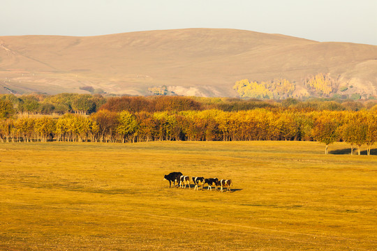 秋季金色草原森林牛群