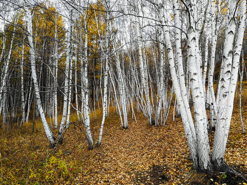 秋季白桦树林落叶