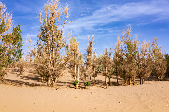 沙丘枯萎白杨树林