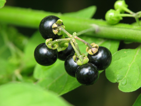野生龙葵黑色的浆果