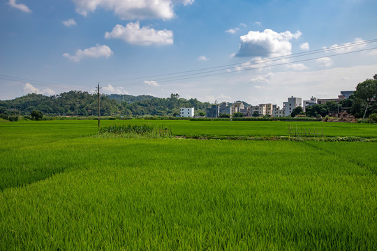 田野