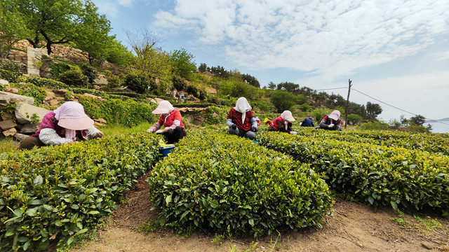 茶园采茶