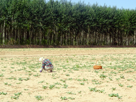 田园人工除草