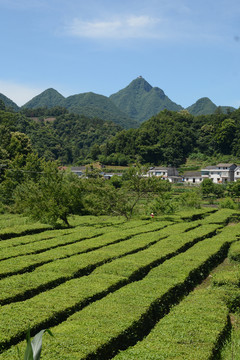 宜都风景