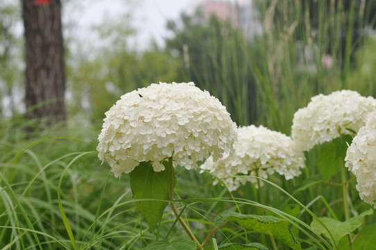 冠状白花