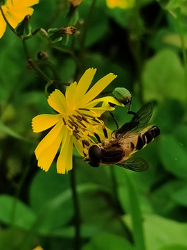 小蜜蜂采花蜜