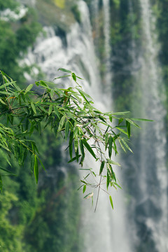 蜀南竹海的绿色竹子林