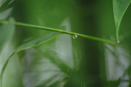 蜀南竹海的绿色竹子林