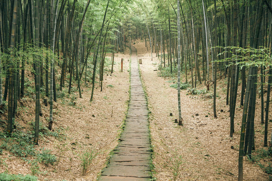 蜀南竹海的绿色竹子和小路
