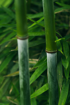 蜀南竹海的绿色竹子和小路