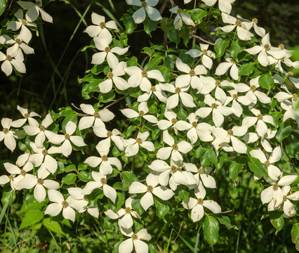 四照花