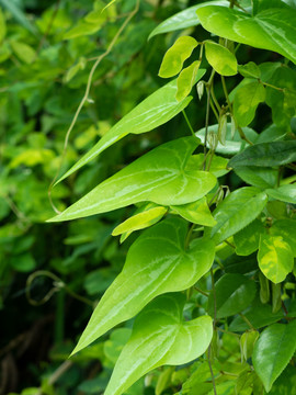 缠绕草质藤本植物参薯