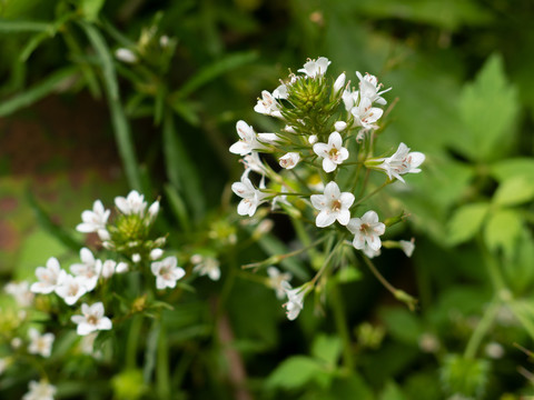 野生泽珍珠菜的开花期