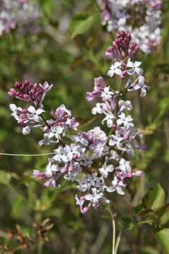 丁香花