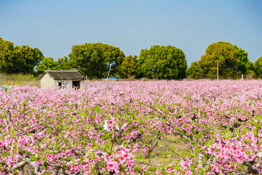 苏州高新区通安北窑桃园