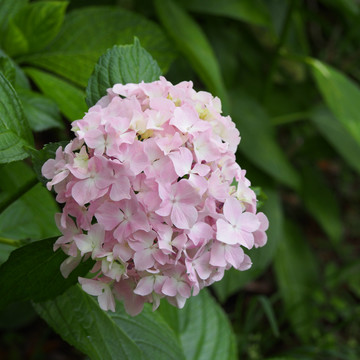 粉色绣球花