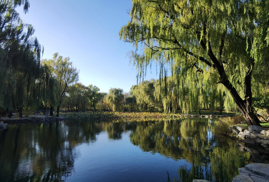 北京圆明园遗址公园湖景风光