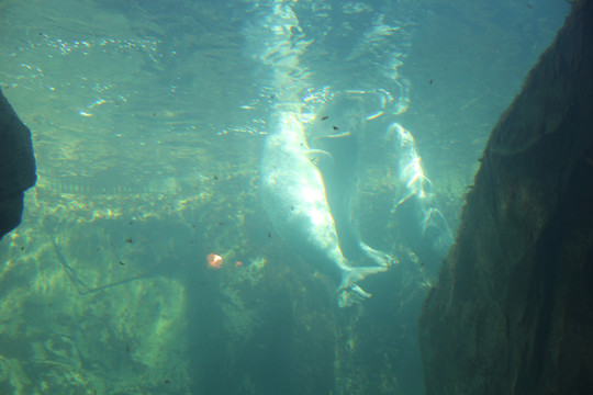 海底海豚