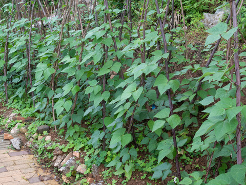 庄稼里种植的菜豆