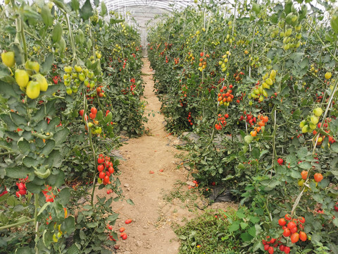 大棚种植小番茄