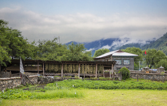 林芝田园风光