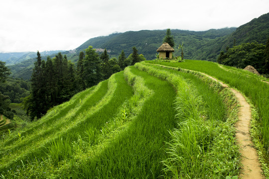 元阳梯田