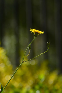 野黄花