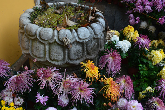 五颜六色的菊花与石槽