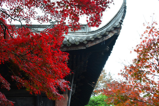 红枫叶与中式屋檐